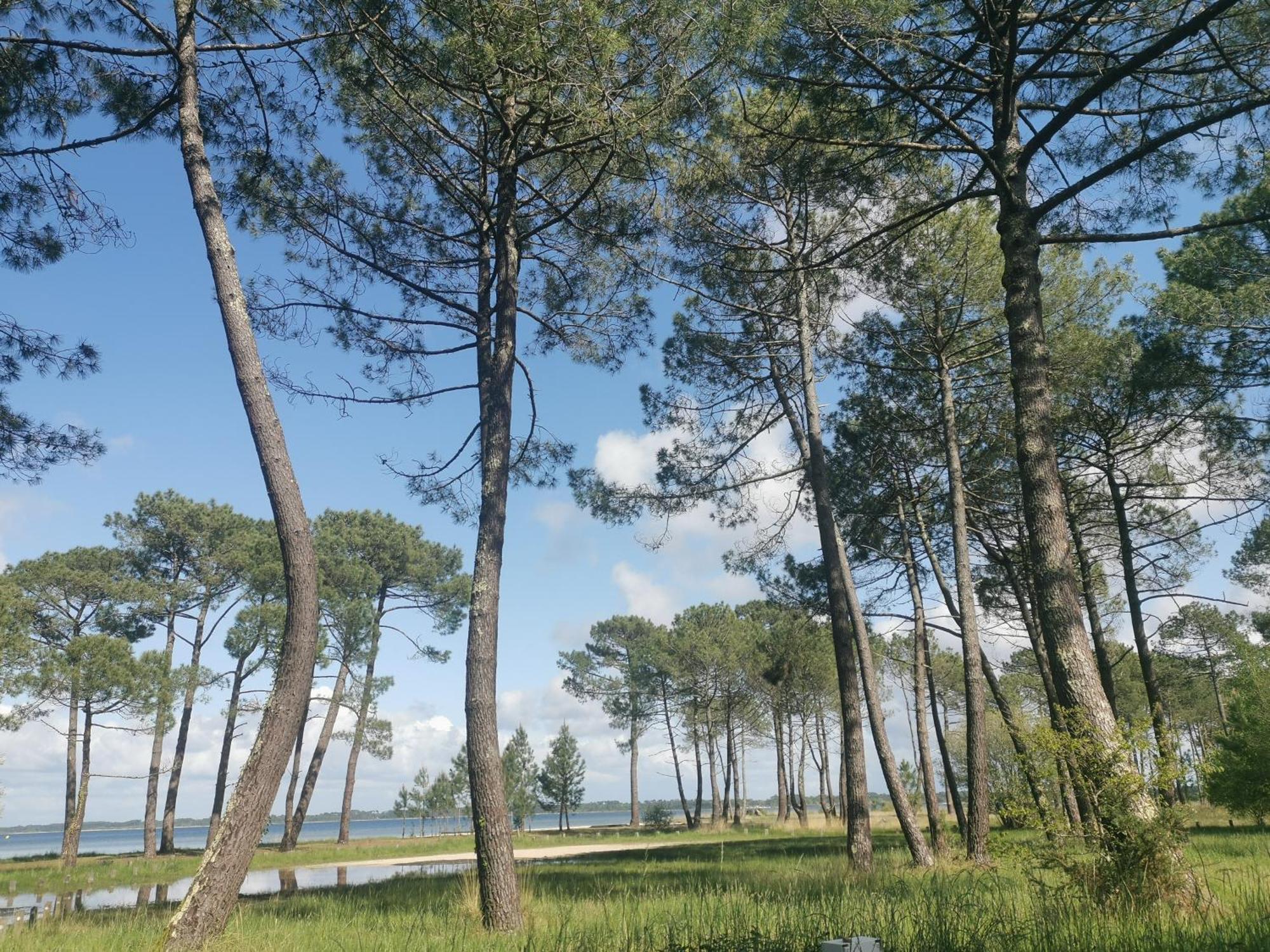 Appartements Au Coeur Du Golf, Proche Du Lac Et Velodyssee Biscarrosse Buitenkant foto